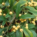Cotoneaster rothschildianus
